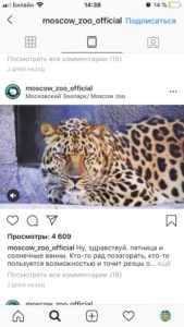 гив Instagram Moscow Zoo